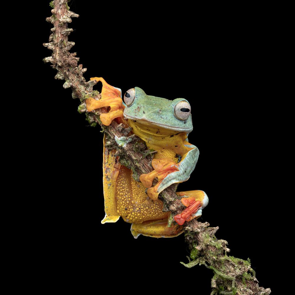 Orange-webbed Tree Frog