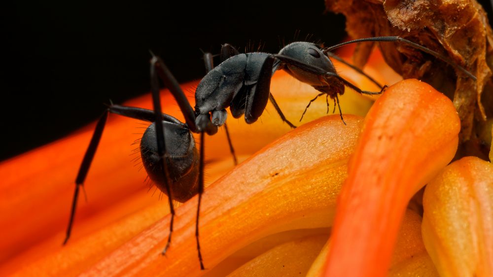 Photograph by Roelof Groesbeek