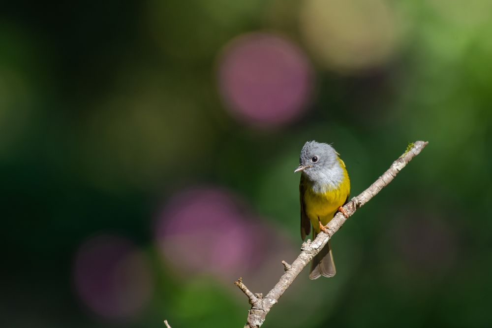 Grey Headed Canary Flycatcher In Bokeh