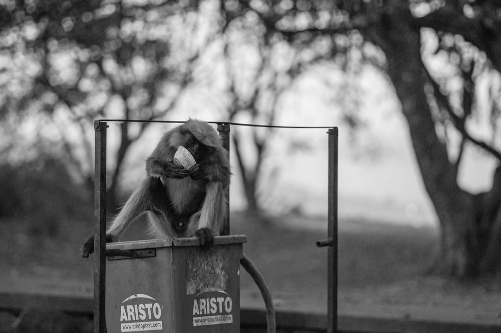 Plastic kills but who Cares