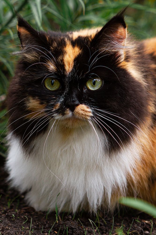 Фотография автора Наталья Дороднова