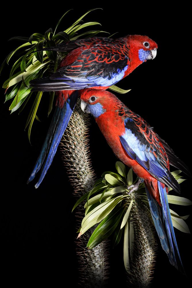 Rosella Pennanta - Розелла Пеннанта