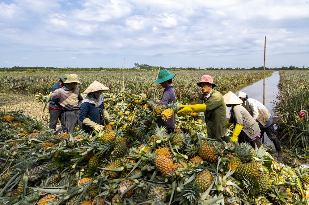 pineapple harvest