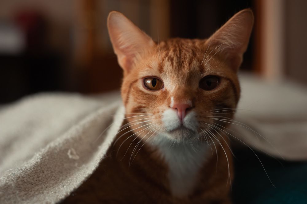 Photograph by Ирина Авельви