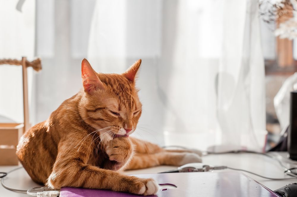 Photograph by Ирина Авельви