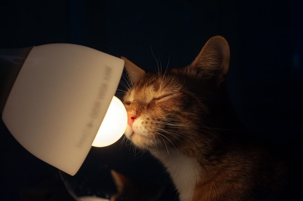 Photograph by Ирина Авельви