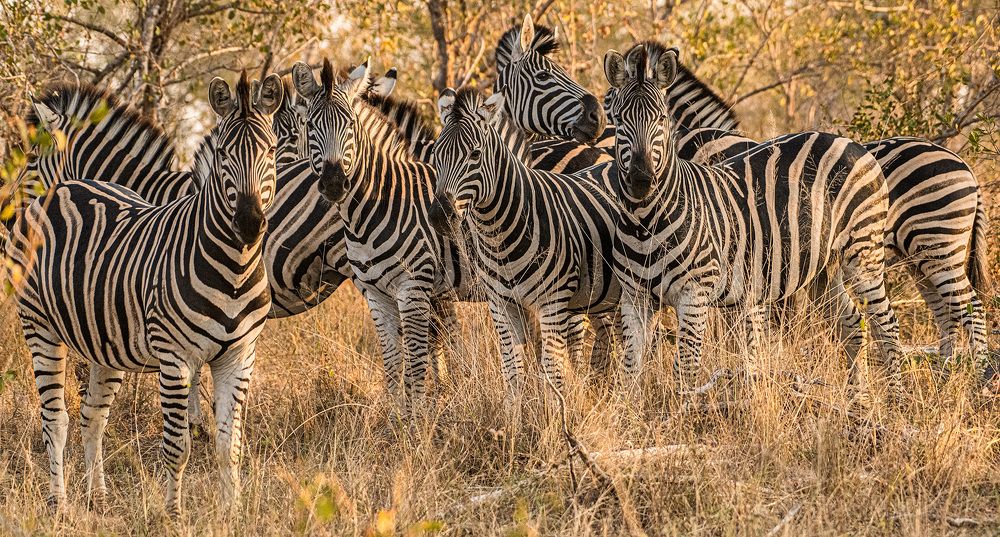 Photograph by Alberto Camardiel