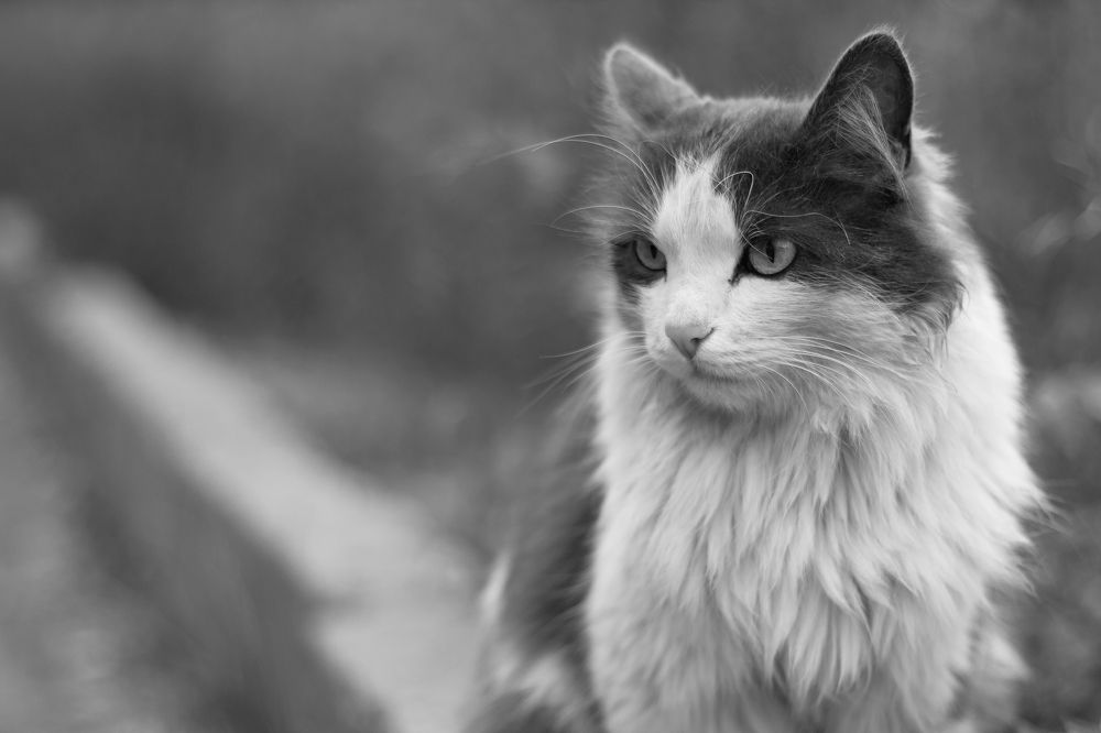 Photograph by Дмитрий Лекомцев