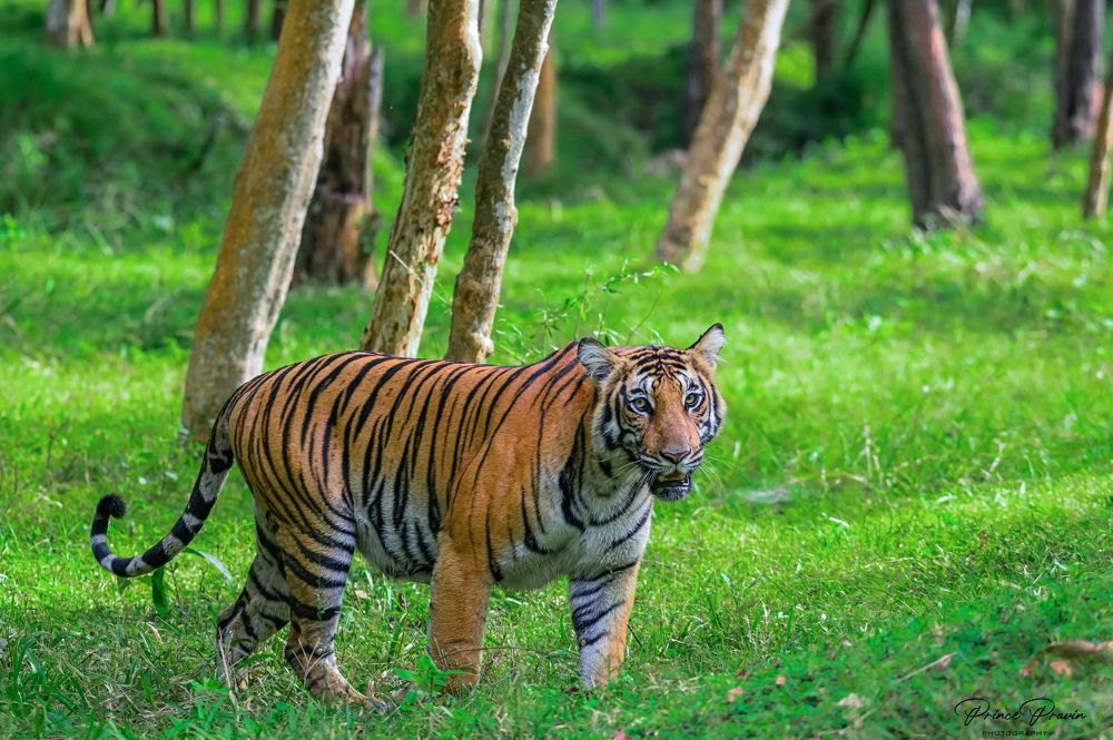 Bold & Majestic Lady