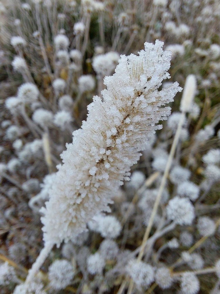 Хрустальный колосок.