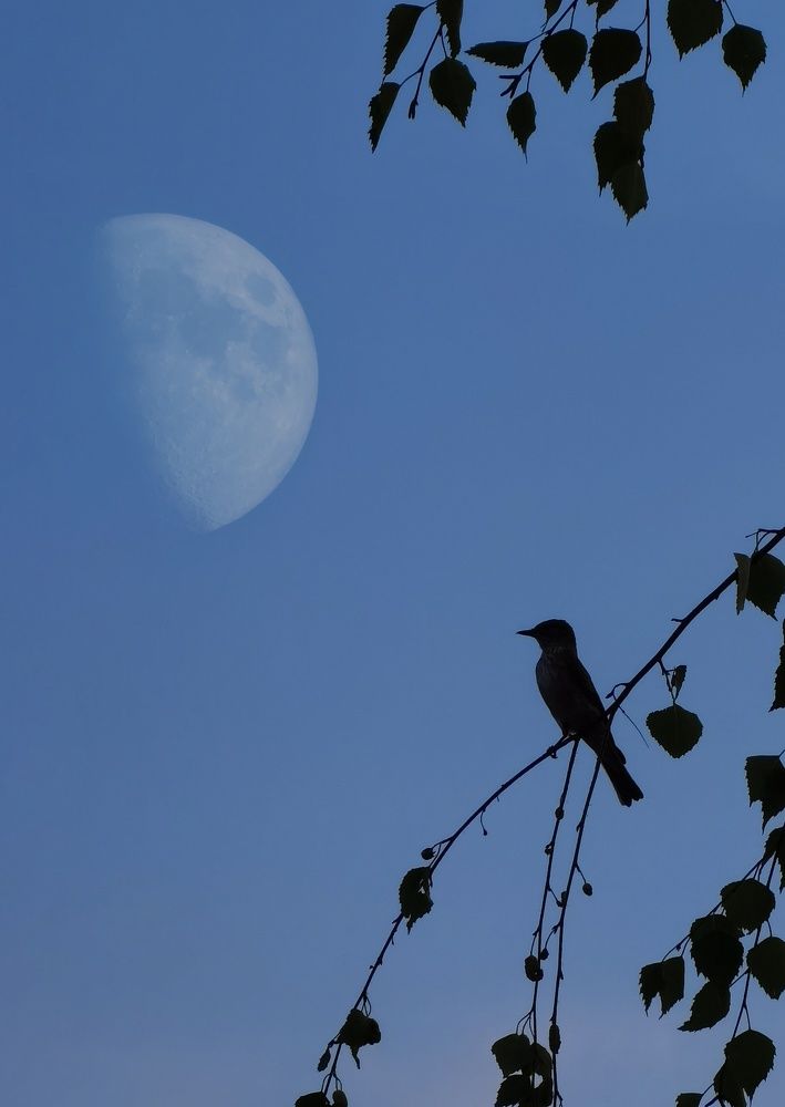 Фотография автора Дмитрий Чухлебов