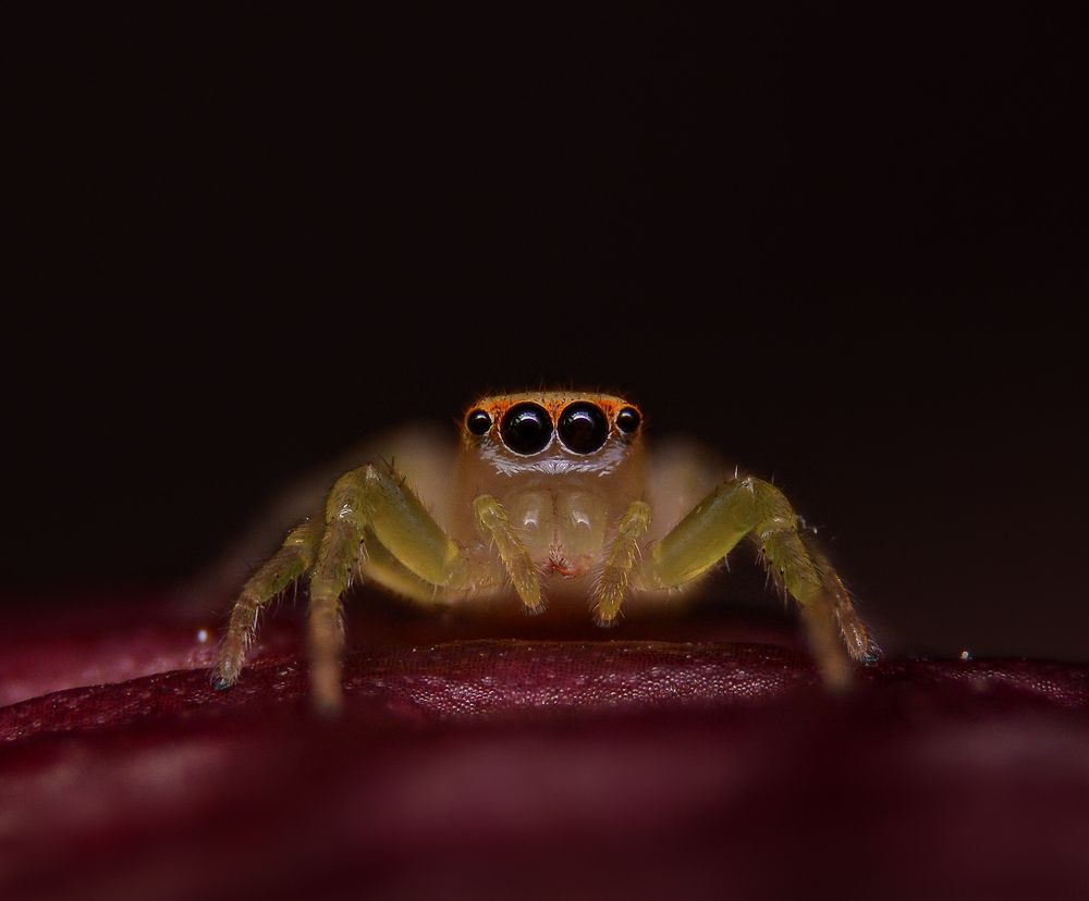 Photograph by rangika fernando