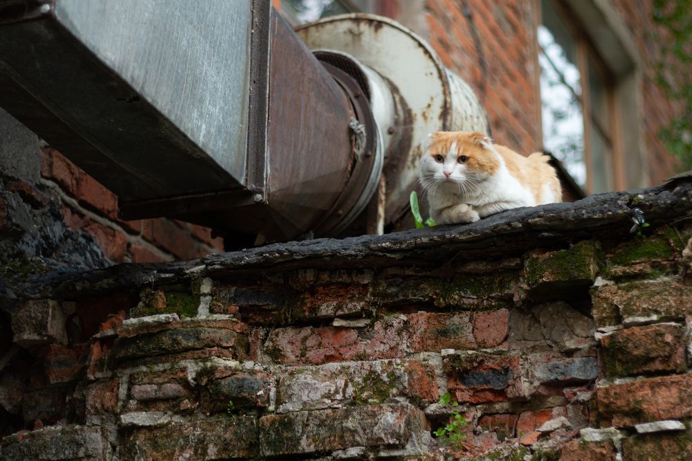Photograph by Дмитрий Лекомцев
