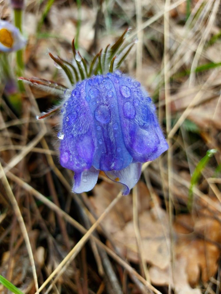 Плачущий апрель.