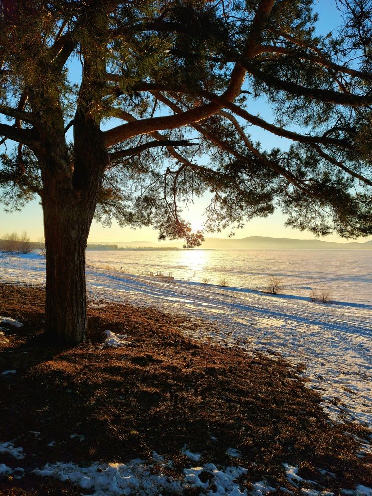 Рассвет под сосной.