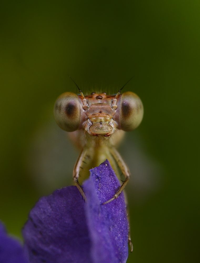 Photograph by rangika fernando