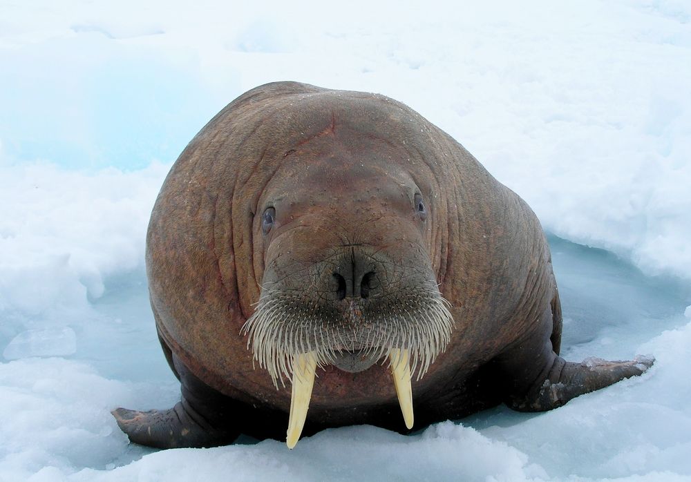 Фотография автора ИГОРЬ МЕЛЬНИКОВ