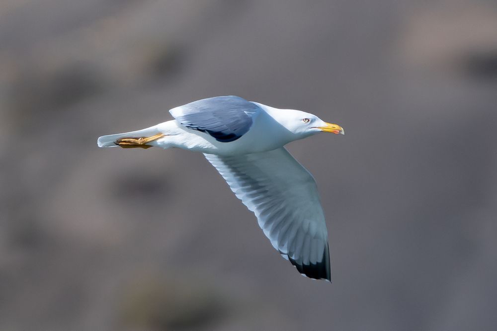 Photograph by bilal bilal