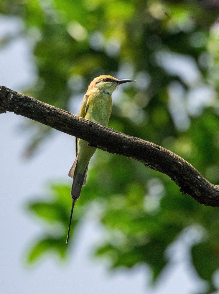 Photograph by Sambit Nayak