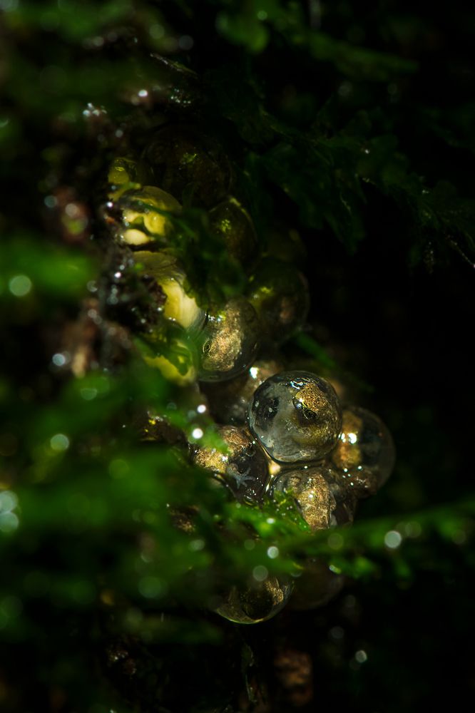 Photograph by Rahul Kahar