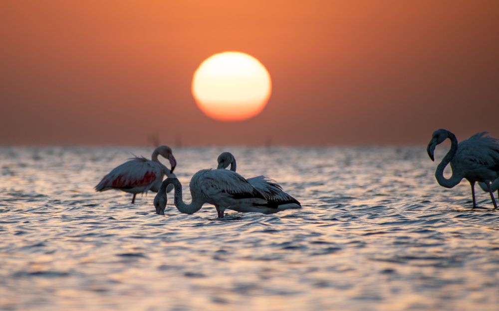 Photograph by Muhammad Hamid