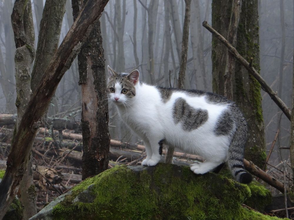 Photo #8934232