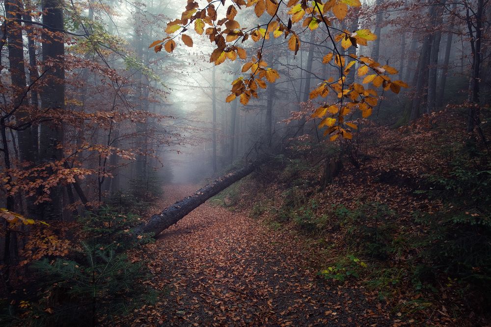 Фотография автора Андрей Жила