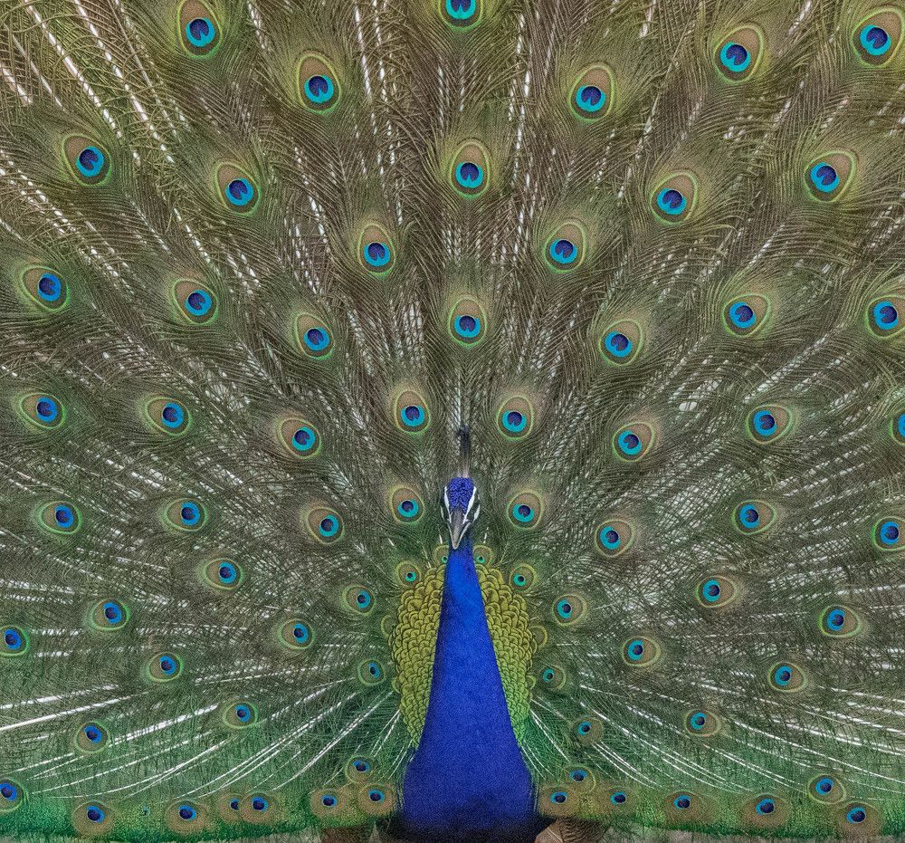 Photograph by Sambit Nayak