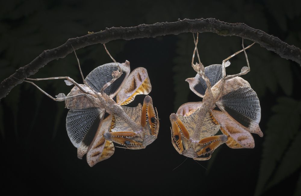 Photograph by Pang Way