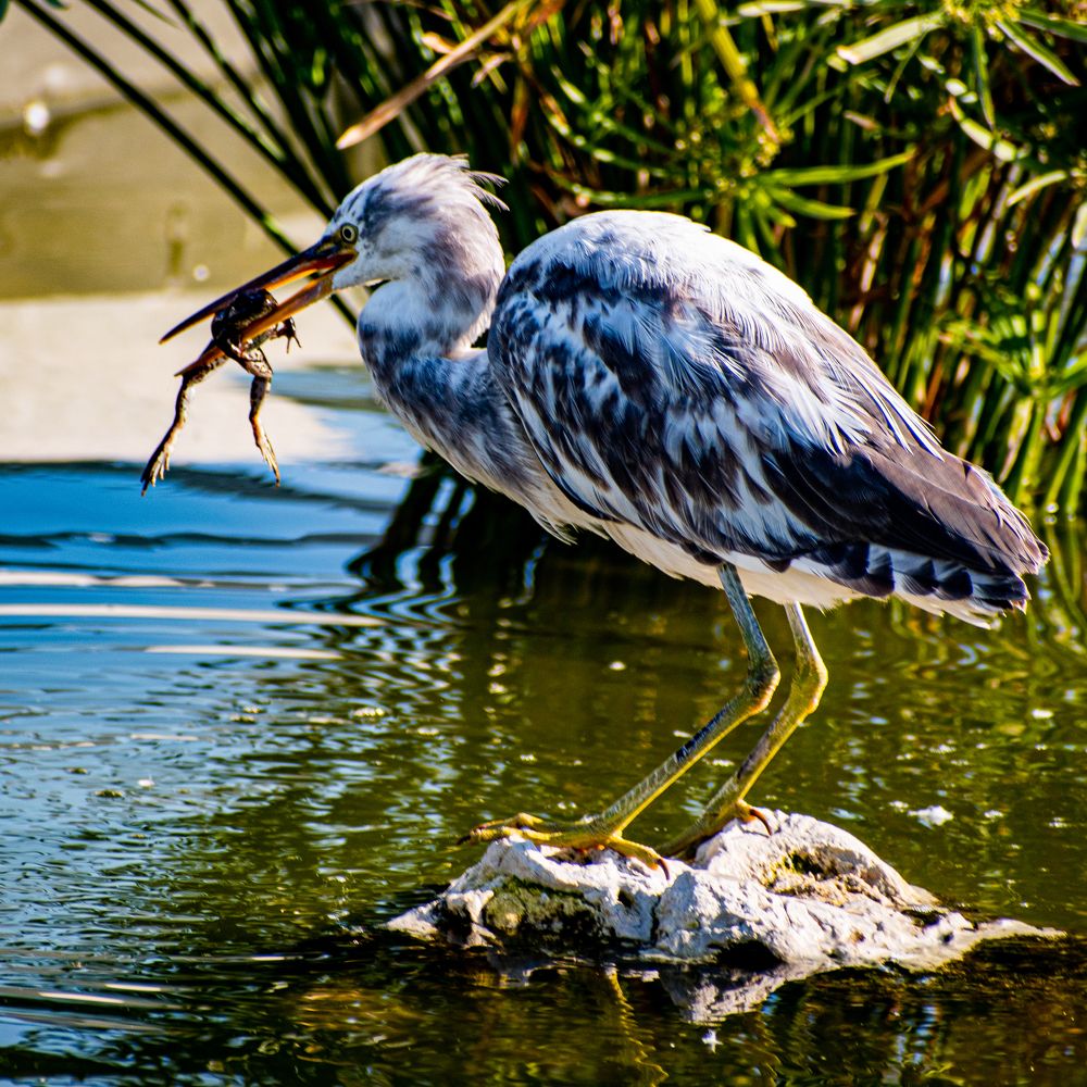 Photograph by Muhammad Hamid