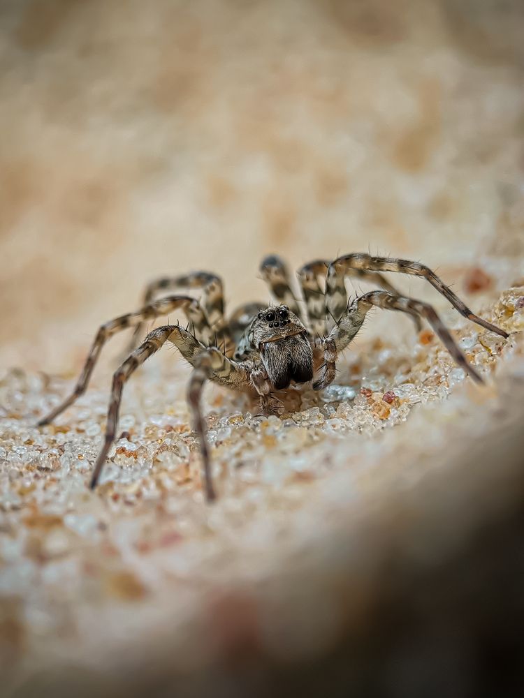 Wolfspider