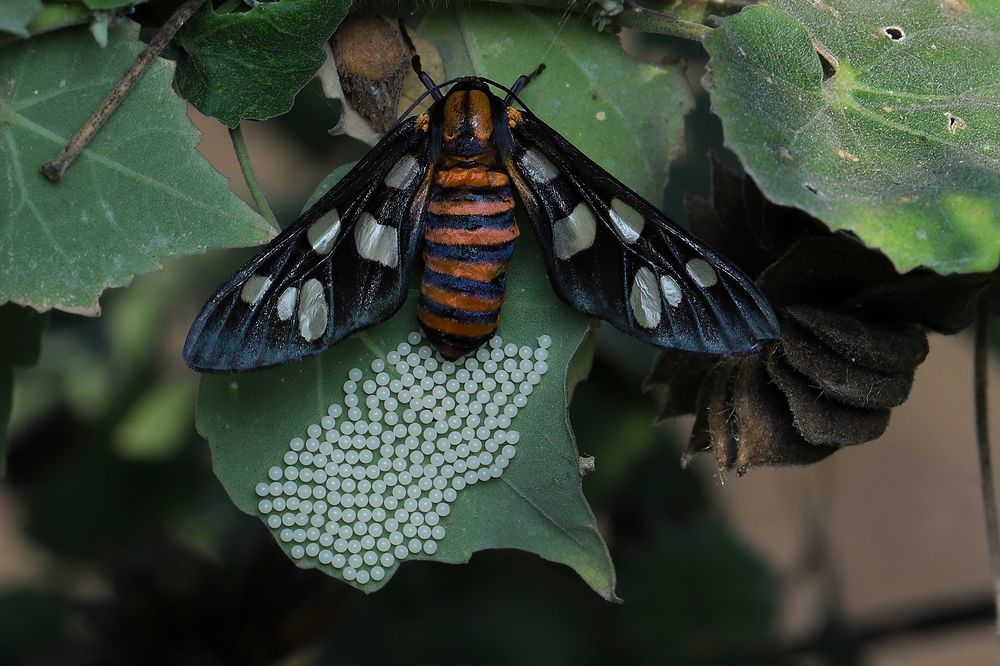 Photograph by Raju Ponaganti
