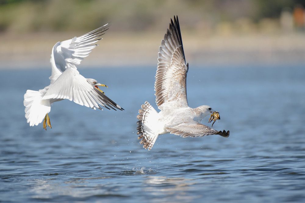 Photograph by Antara Chakravarty