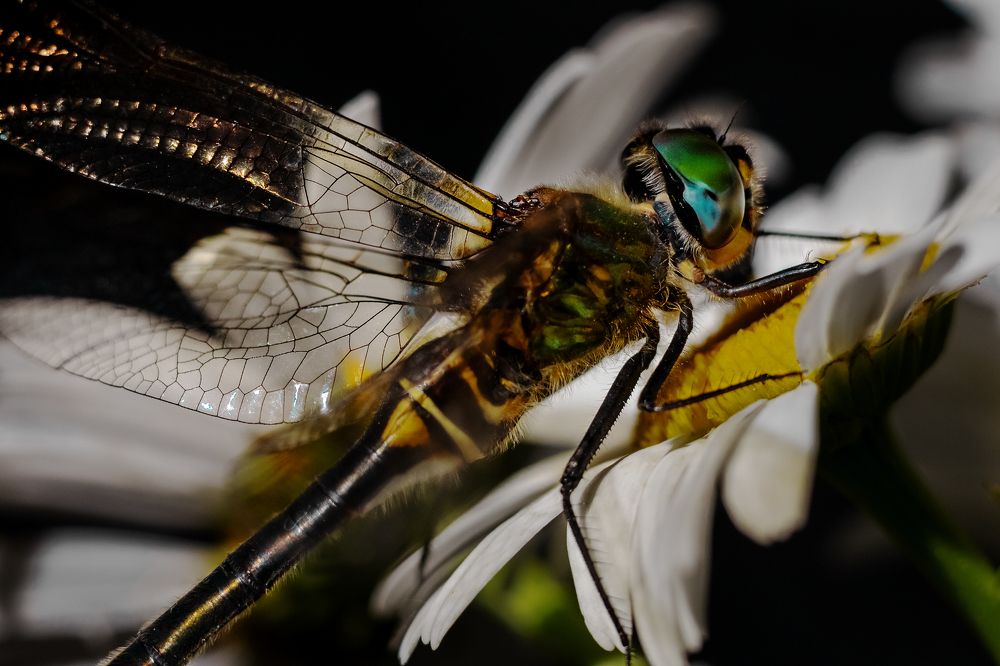 Photograph by Оксана Лупекина