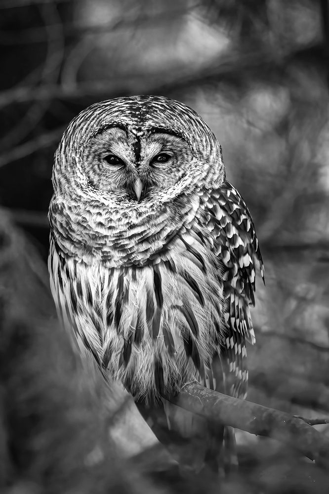 Photograph by KAREN BILGRAI COHEN