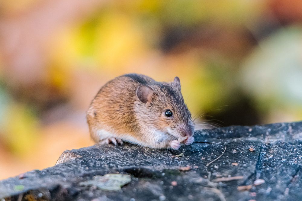 Один вечер забот мышей-полевок