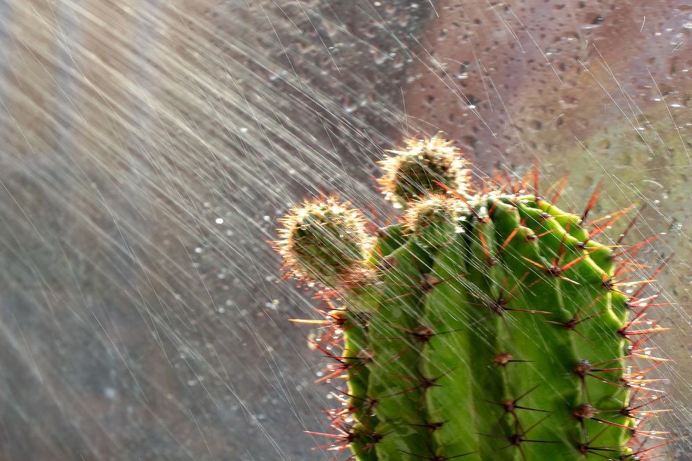 Photograph by Римма Волченко