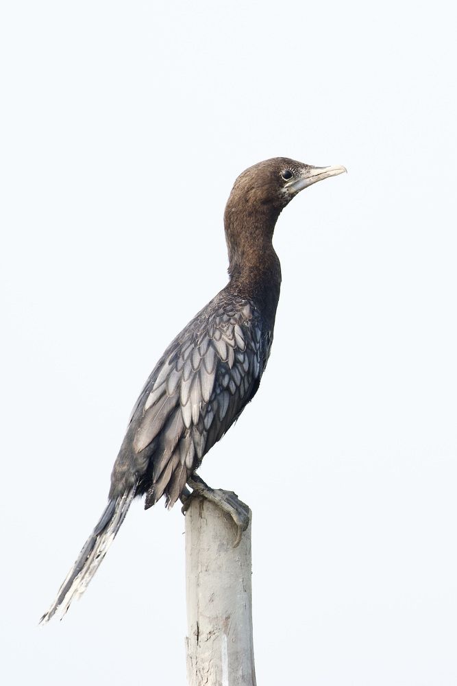 Portrait of a lesser cormorant
