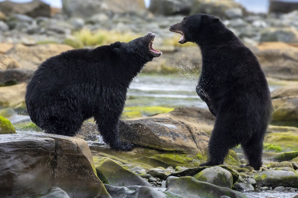 To the Victor Goes the Spoils