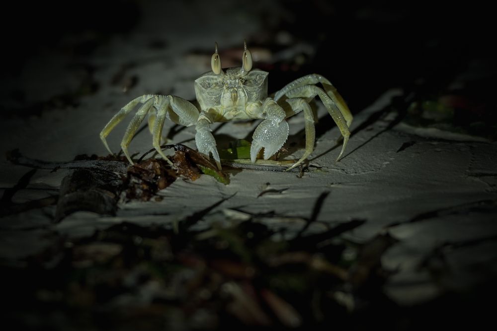 Night Walker at Zanzibar