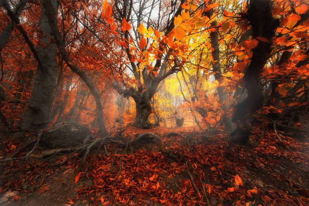 Photograph by Сергей Абашкин