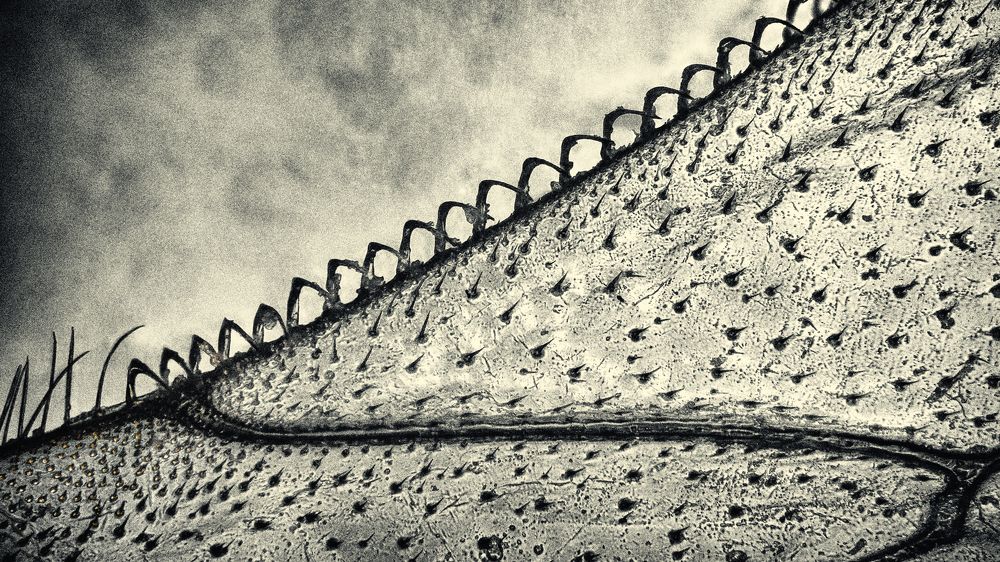 Edge of a Bee's Wing