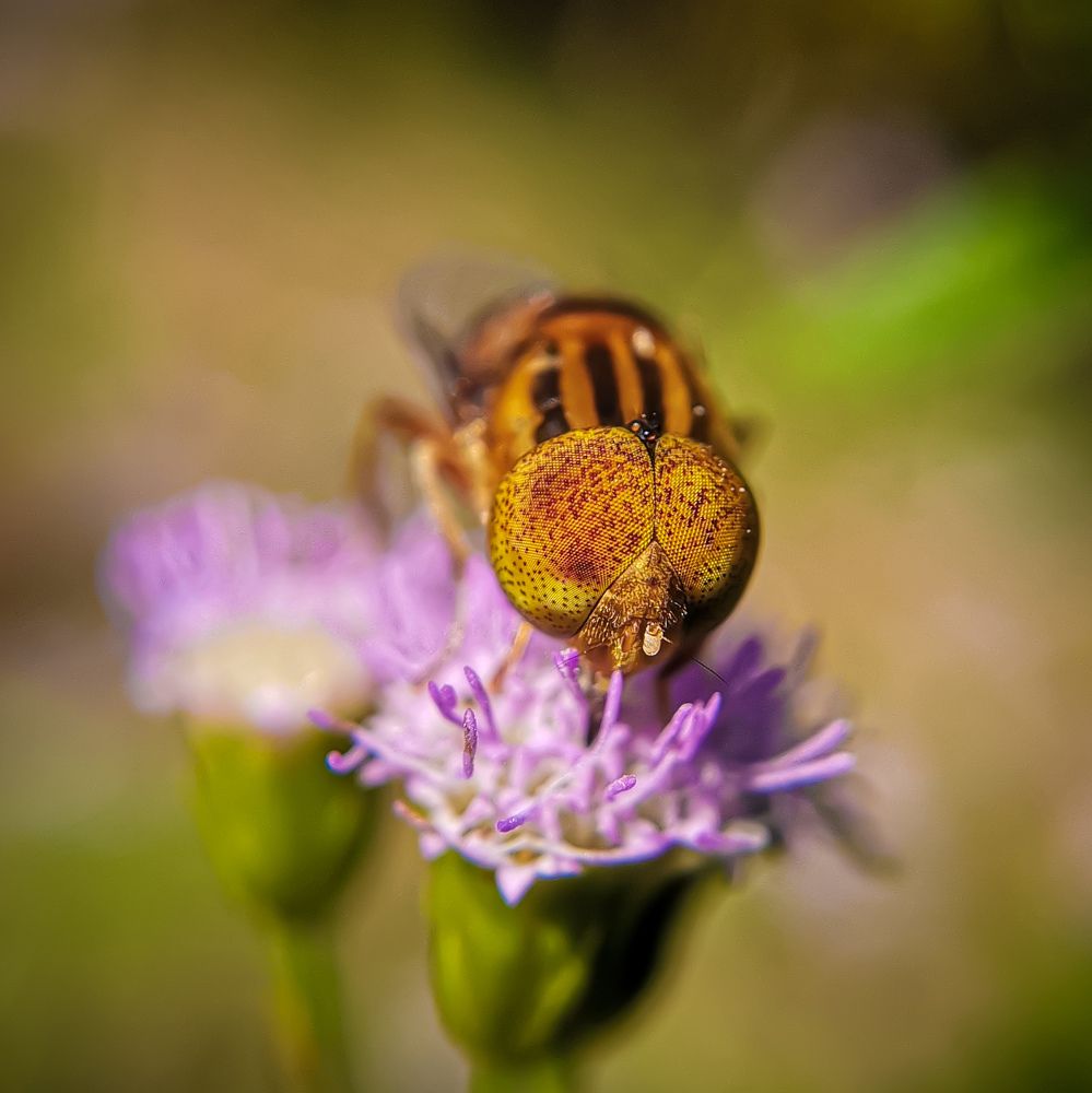 Hover Fly