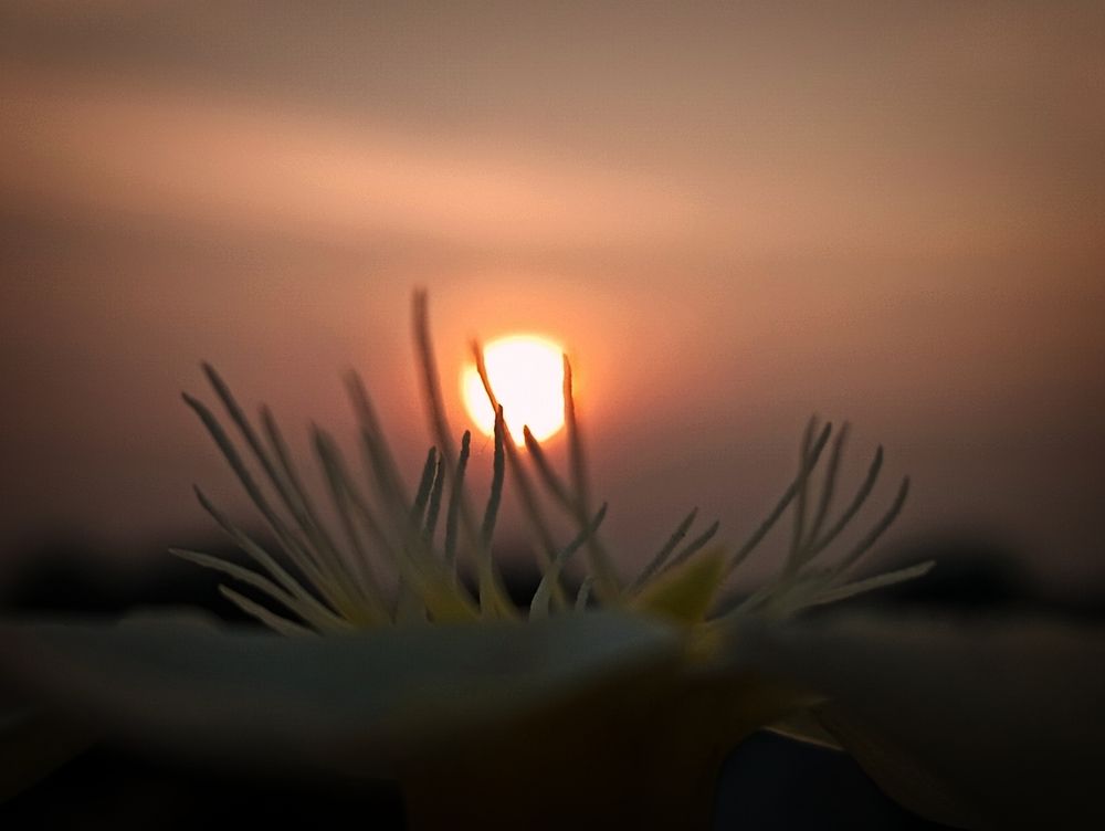 Photograph by Priyanka