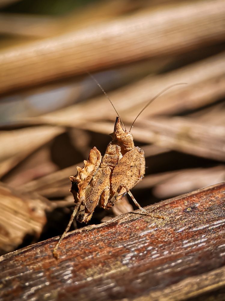 Unicorn boxer mantis