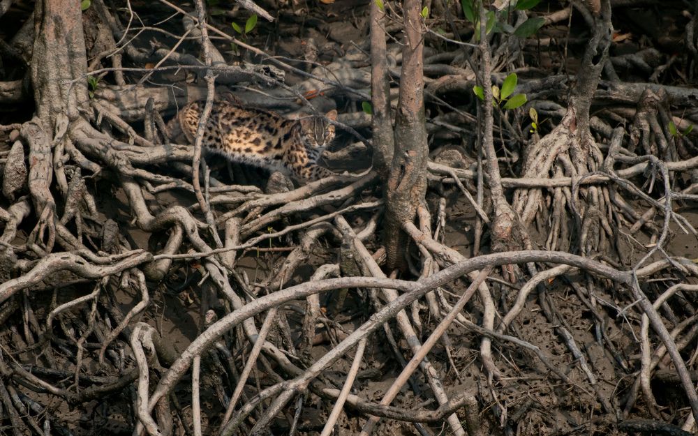 Photograph by Aritro Bose