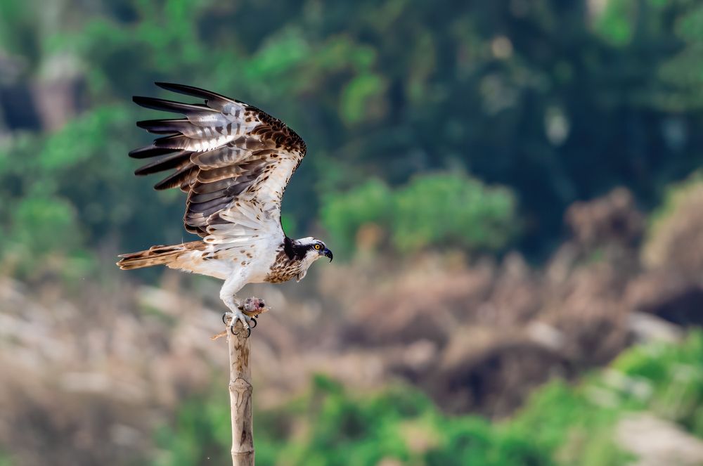 Photograph by Aritro Bose