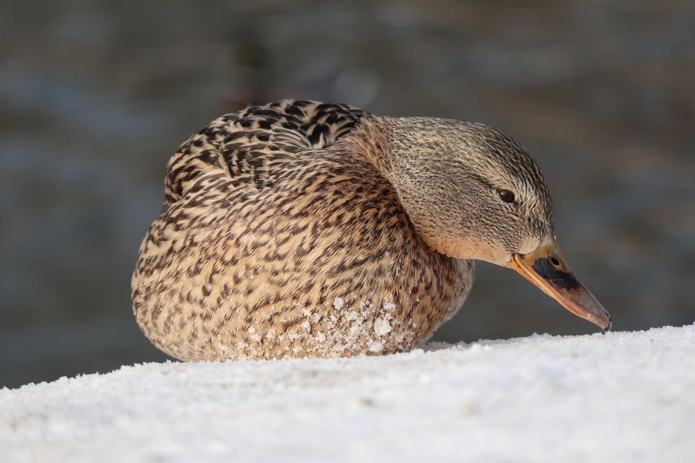 Photograph by Мария Глухова