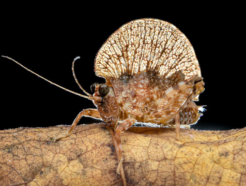 Photograph by KENNY FOONG