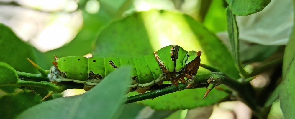 Photograph by deepapatre36@gmail.com